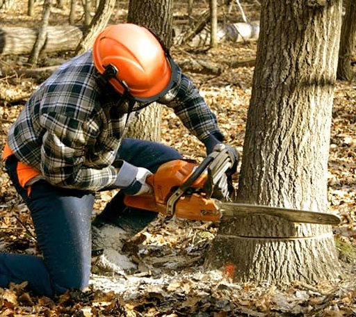 Tree Removal in Portola Valley, CA